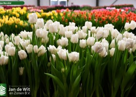 Tulipa Mondial ® (2)